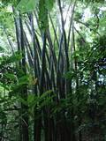 bambuzais.jpg